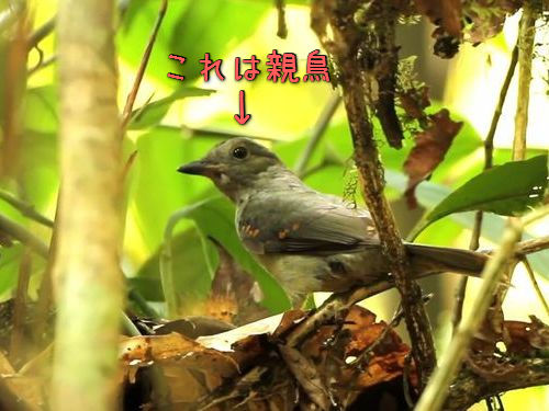 ひな鳥が「全く別の生き物」に変身…過酷なアマゾンで生き延びるため驚きの進化