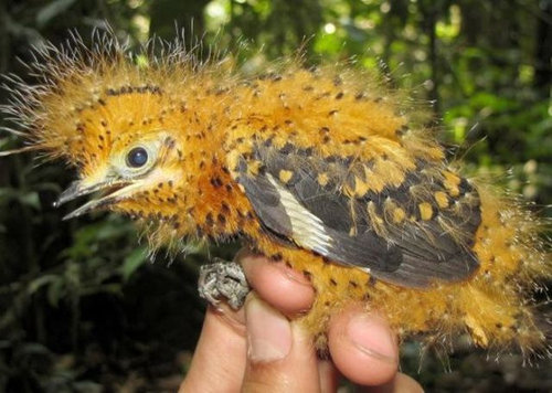 ひな鳥が「全く別の生き物」に変身…過酷なアマゾンで生き延びるため驚きの進化