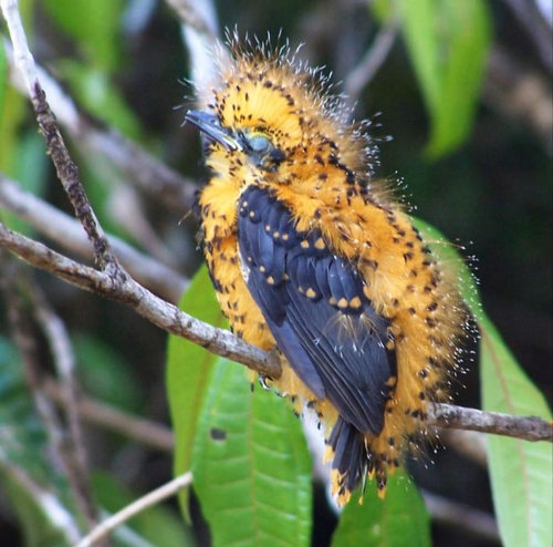 ひな鳥が「全く別の生き物」に変身…過酷なアマゾンで生き延びるため驚きの進化