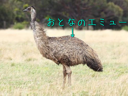 「エミューの赤ちゃんがこんな模様だって知ってた？」生後5日のキュートな姿