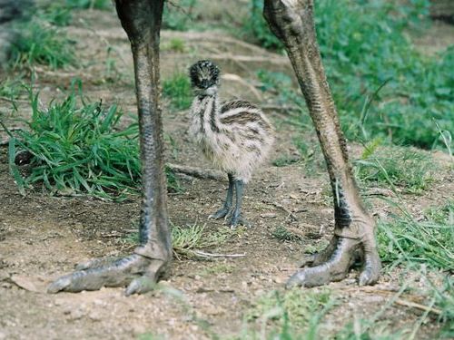 「エミューの赤ちゃんがこんな模様だって知ってた？」生後5日のキュートな姿