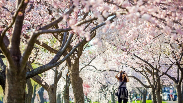 桜だけが花見じゃない！世界で見つけた5つの「絶景お花見スポット」