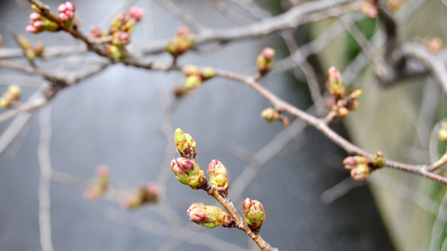 満開なのは桜ばかりじゃありません。花を愛でる美術館：都心編