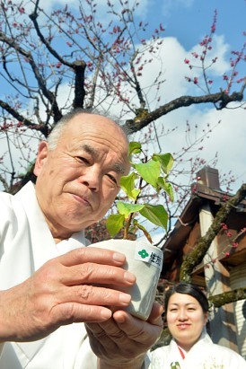 ＜北野天満宮＞ゆかりの紅梅　クローン技術で苗木増加に成功