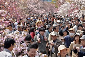 ＜大阪・造幣局＞「桜の通り抜け」４月９日から１５日まで