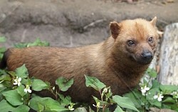 ＜ズーラシア＞準絶滅危惧種のヤブイヌ死ぬ