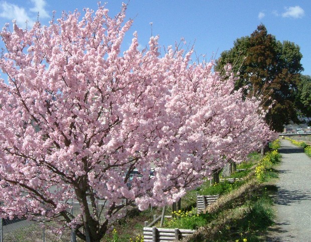 ＜桜＞春めき告げる香り…新品種の開発者が視覚障害者に寄贈