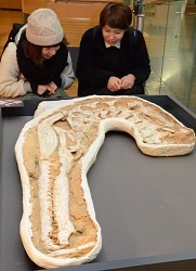 ＜ワニ＞５０００万年前の化石初公開　全長６ｍ　福井で展示