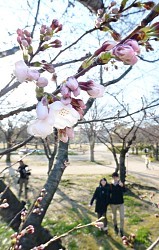 ＜ソメイヨシノ＞大阪で開花宣言　７～１０日後に満開見込み