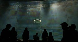 ＜葛西臨海水族園＞今月末からサメ　丈夫な魚で原因探る