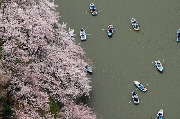 ＜桜満開＞東京都心は花見客でにぎわい