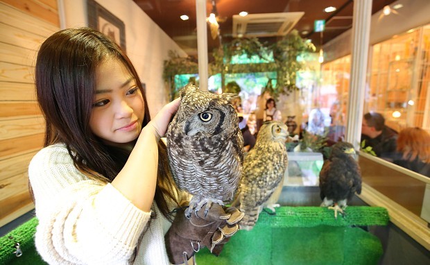 ＜鳥カフェ＞フクロウやタカなど猛きん類がくれるいやし