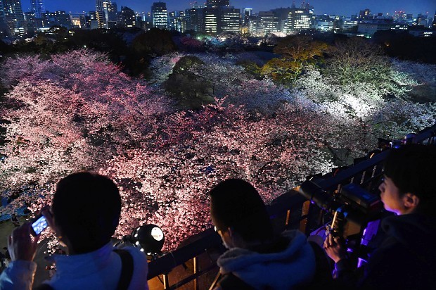 ＜桜満開＞夜も夢心地…福岡・舞鶴公園