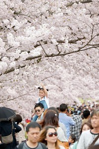 ＜桜満開＞万博記念公園に大勢の花見客