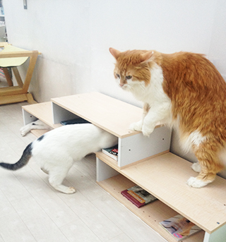 【賃貸物件で猫と暮らすためのDIY】　飾り戸棚でキャットウォーク