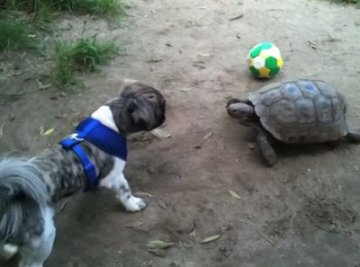 【動物動画】カメＶＳカメ！途中から相手にされなくなる犬