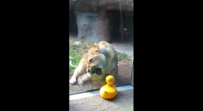 【動物動画】どうしてもアヒルの人形が欲しいライオン