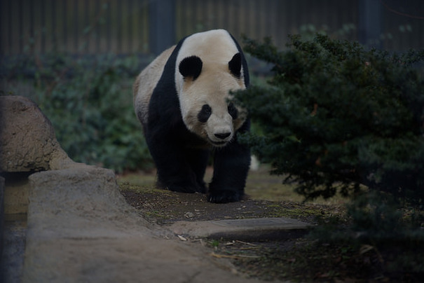 パンダ特集！ 「客寄せパンダの由来」「パンダの白黒どっちが地？」「名前が中国風の理由」