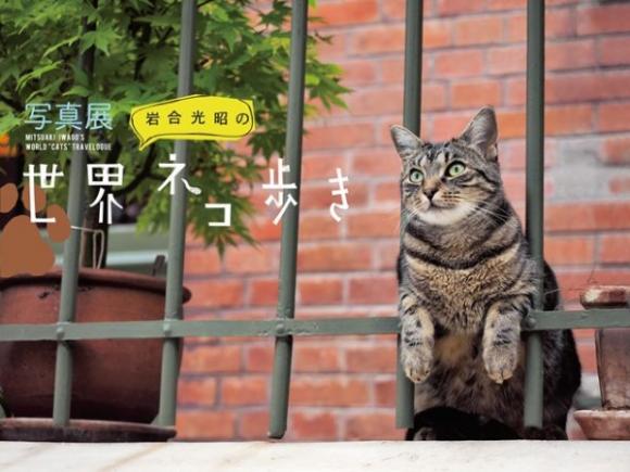 ニャンコと一緒に世界を旅しよう!!　「岩合光昭の世界ネコ歩き」写真展が東京・大阪で開催されるよっ