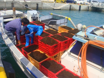 '15 沖縄県「早摘みもずく」出荷開始