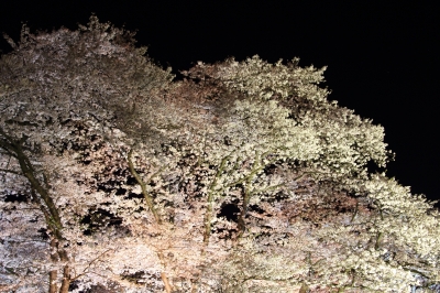 京都府立植物園「桜ライトアップ2015」開催期間変更のお知らせ