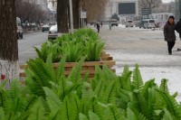 これが中国式「緑化」？プラスチック製の野菜で大通りを埋め尽くす―中国
