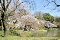 桜の時季の日本旅行、「以前では考えられない」ほど人気に＝「中国人は反日にはなれない」「友達が行った国の中で日本だけが…」―中国ネット