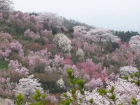 福島の警戒区域で動物の世話する日本人男性、韓国ネットも称賛「さすが日本人」「人間の仮面をかぶった天使だ！」