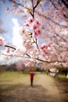 中国人の花見マナーは最悪！木を揺すって花びらシャワー＝中国ネット「どうせいつか散るし」「中国人の大半はこのレベル」