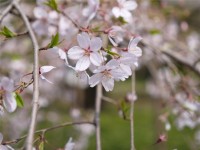 日本で念願のお花見を体験した韓国人女性に悲劇が！＝「腹が立ったが、だんだん笑えてきた…」―韓国ネット