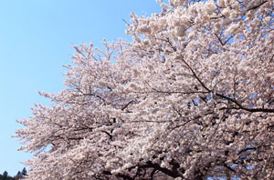 韓国の「桜の起源」主張・・・中国ネット民も反応「韓国人のおかげで日中友好だ」の声も