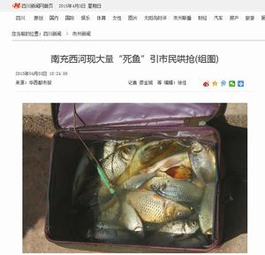 川で魚が大量死・・・それ見た市民「フナだ、レンギョだ、食べられる、それっ」と殺到、大興奮＝四川・南充