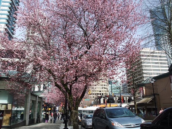 今年は海外でお花見!?「日本人が一度は訪れるべき、世界の桜の名所5選」