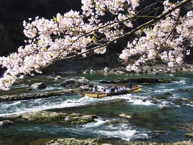 【桜を狙うなら今予約！】トロッコ列車で行く京都嵯峨野のローカルな旅