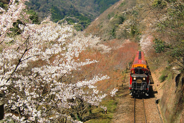 【桜を狙うなら今予約！】トロッコ列車で行く京都嵯峨野のローカルな旅