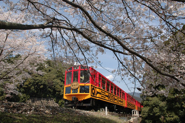 【桜を狙うなら今予約！】トロッコ列車で行く京都嵯峨野のローカルな旅