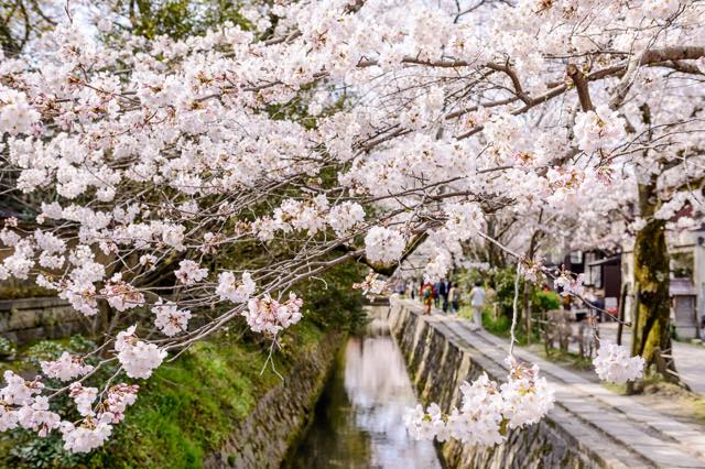 【京都】大人のお花見散歩に。哲学者が思索にふけった美しい小道