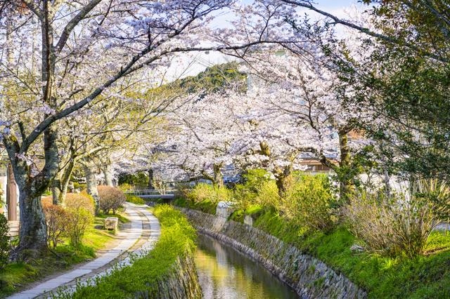 【京都】大人のお花見散歩に。哲学者が思索にふけった美しい小道