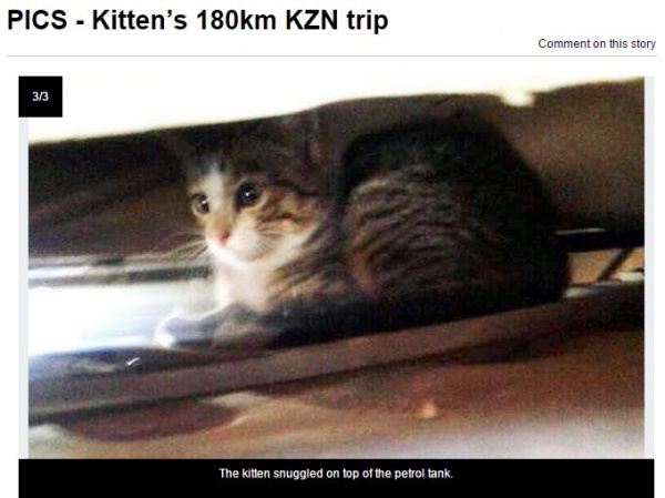 ガソリンタンクの上に乗り、180キロの旅をした子猫。（南ア）