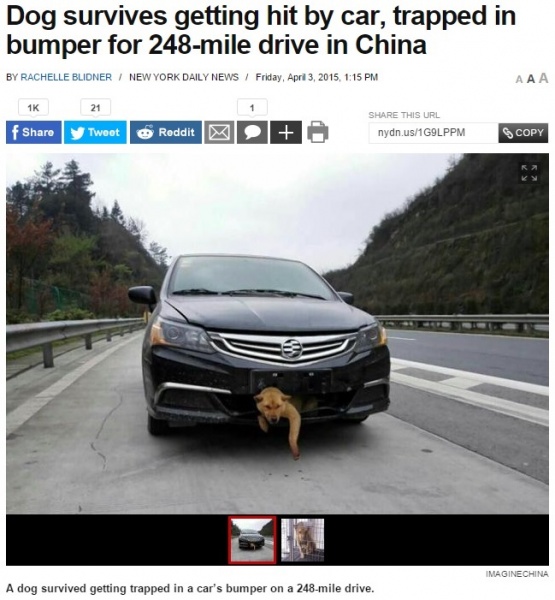 バンパーに挟まった犬、車はそのまま400kmを走行。（中国）
