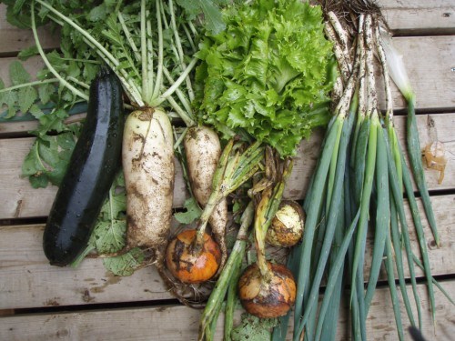 たった一手間で節約に！野菜ソムリエが教える「野菜の上手な保存方法」