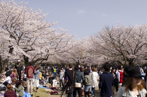 お花見が一転ガチンコ料理バトルに！　桜とともに散った恋の失敗談3連発