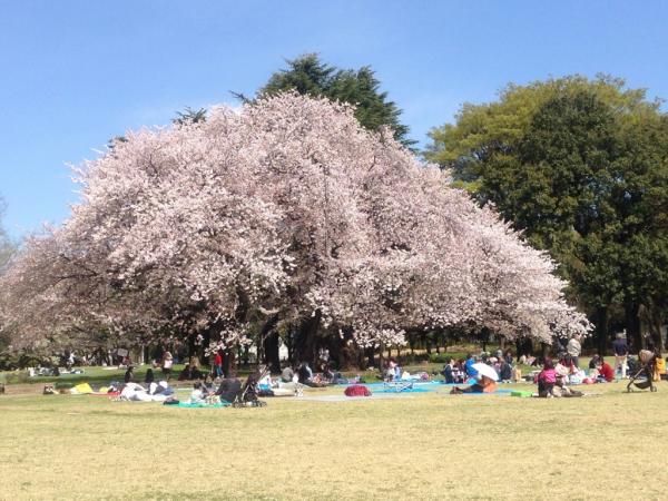 日本はまもなく桜シーズン、花見旅行で注意すべきマナーを紹介―中国メディア