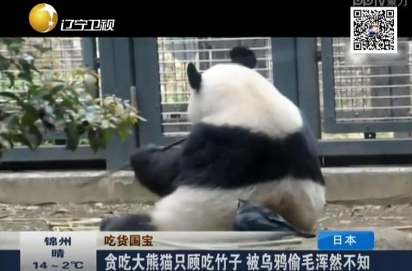 上野動物園のパンダが背中の毛をカラスにむしられ放題、黙々とササを食べ続ける姿に心配する声殺到―台湾メディア