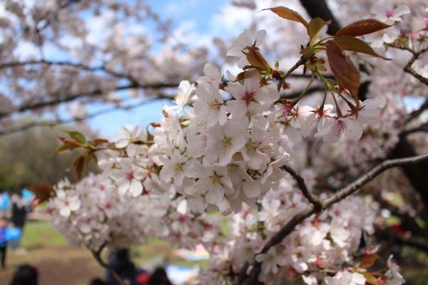 桜シーズン到来、日本のショッピングで警戒すべき５つの落とし穴―中国メディア