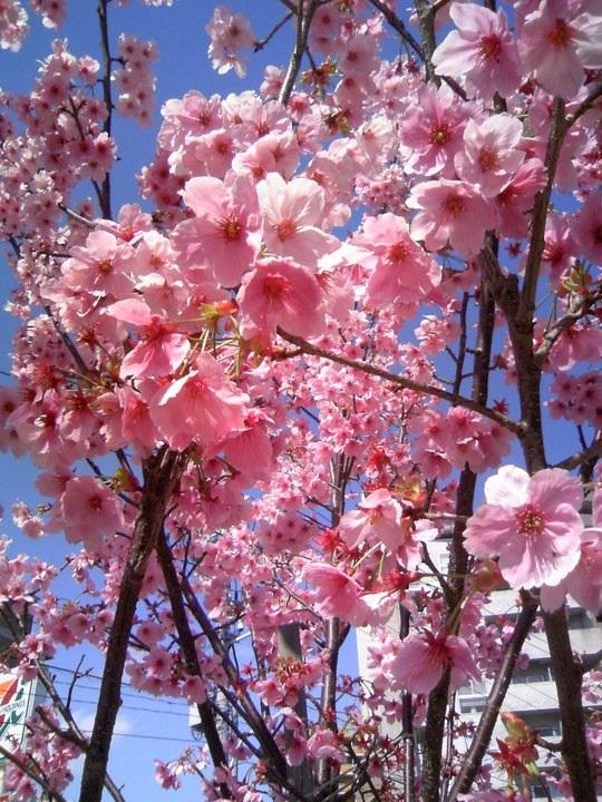 桜シーズン突入の日本旅行がヒートアップ・・４月分の価格上昇、ホテルも逼迫―中国メディア
