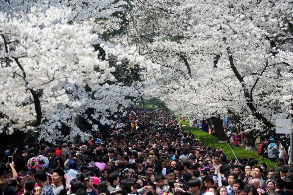 中国武漢大学、桜並木が見ごろで花見客１日に１０万人　制限越える大にぎわい