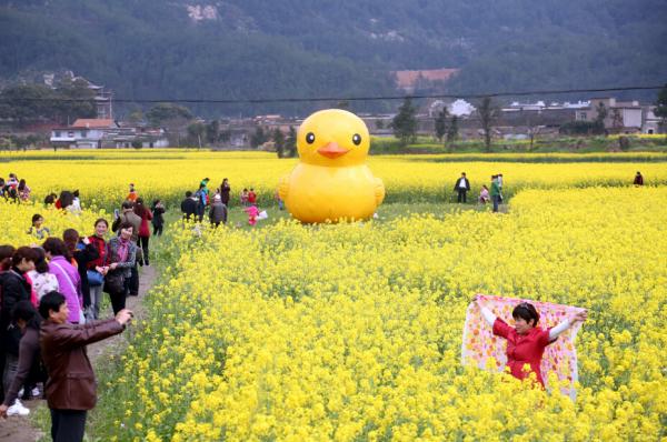 菜の花畑に巨大“黄色いアヒル”３体―中国江西省