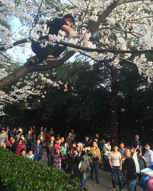 武漢大学の桜、週末に１日１０万人が見物・・木に登って“桜吹雪”のマナー違反者も―中国メディア