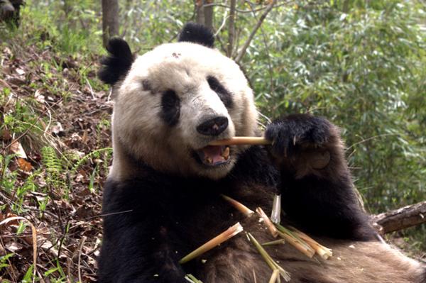 陝西省、第４回ジャイアントパンダ調査リポートを発表、野生パンダ生息数が大幅増―中国メディア